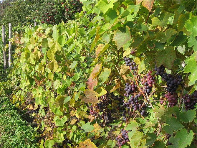 Сорт винограда Восторг — описание и характеристики, фото, отзывы5