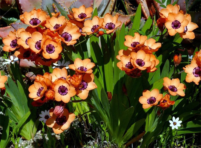 Цветы спараксиса: посадка, выращивание и уход в открытом грунте, фото в саду, сорта24