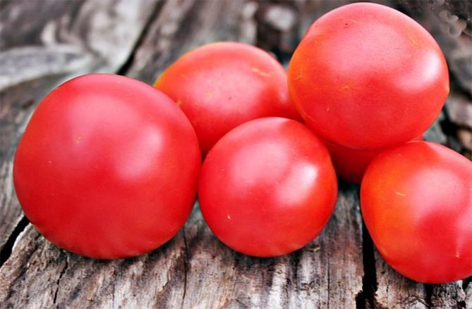 Сорт помидоров Де Барао — характеристика, урожайность, фото и отзывы4