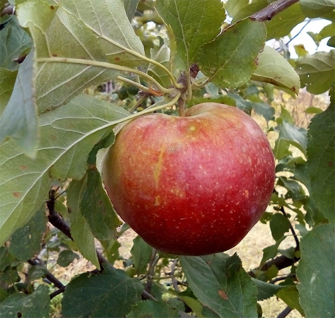 Сорт яблони Лигол – характеристика и описание, фото, отзывы садоводов4