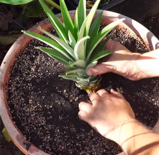 Как вырастить ананас дома из верхушки (хвоста) пошагово, фото13