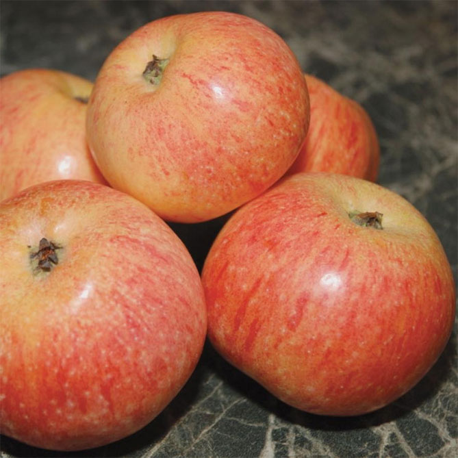 Сорт яблони Кэнди — описание и фото, отзывы садоводов2