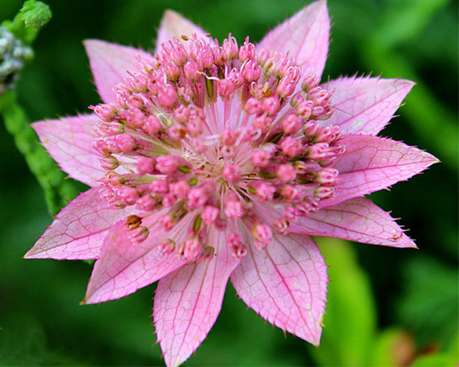 Цветок астранция – посадка, выращивание и уход в открытом грунте18