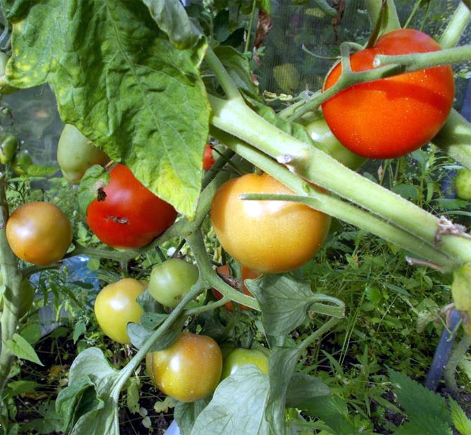 Сорт томата Чудо земли — характеристика, описание плодов, отзывы огородников, фото2