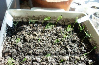 Как вырастить голубую ель — обзор выращивания из семян и черенков