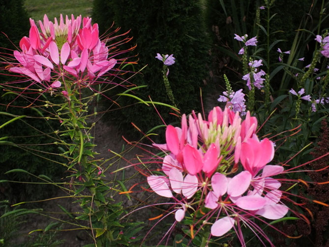 Цветок клеома — описание, посадка и уход, фото сортов41