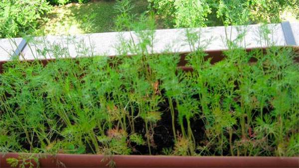 Выращивание укропа дома на подоконнике из семян