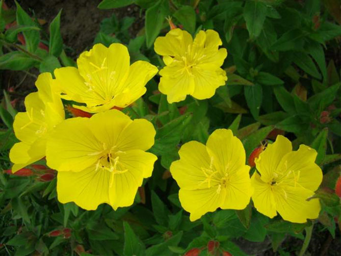 Энотера многолетний цветок: посадка и уход, фото сортов и видов с описанием17