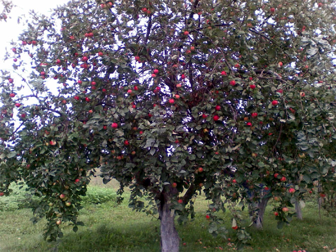 Полосатая корица: описание сорта яблони, опылители, урожайность, отзывы и фото2