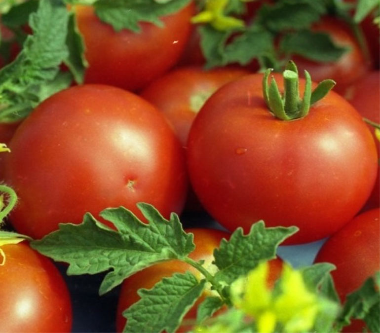 Описание сорта помидор Уайт Филлер — урожайность, другие характеристики, отзывы, фото0