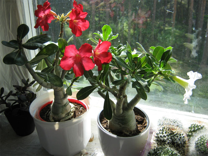 Цветок адениум – уход и выращивание в домашних условиях, фото12