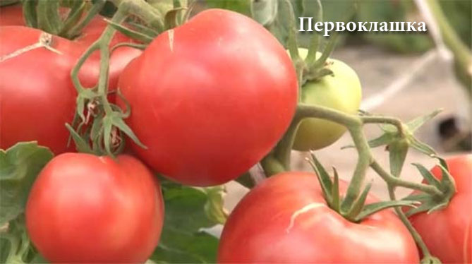Лучшие сорта томатов на 2019 год, отзывы, фото.7