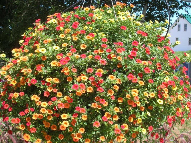Цветы петунии: посадка, выращивание и уход в открытом грунте, посев семян на рассаду20