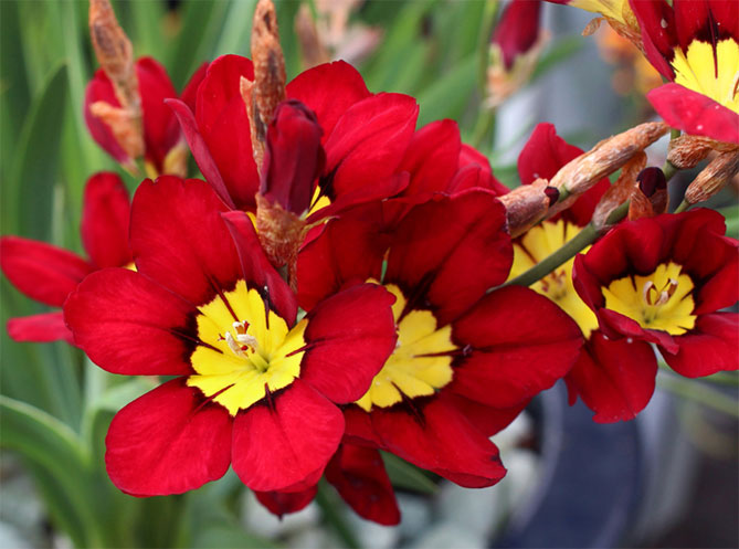 Цветы спараксиса: посадка, выращивание и уход в открытом грунте, фото в саду, сорта1