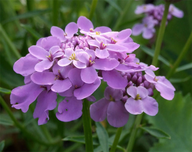 Цветок иберис: посадка, уход, выращивание из семян, когда сажать31
