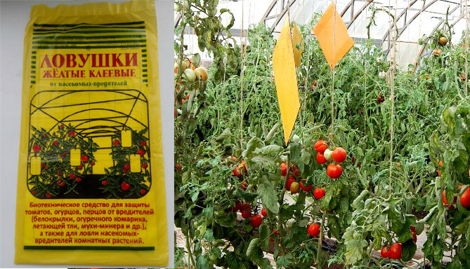 Как бороться с белокрылкой в ​​теплице на помидорах, огурцах: меры борьбы, народные средства9