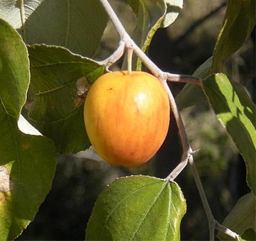 дерево унаби (китайский финик, зизифус) – посадка, выращивание и уход, сорта12