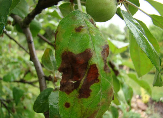 Болезни и вредители яблони с названием и описанием, лечение, фото2