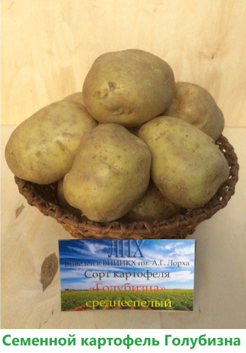 Характеристика сорта картофеля Голубизна, урожайность, отзывы