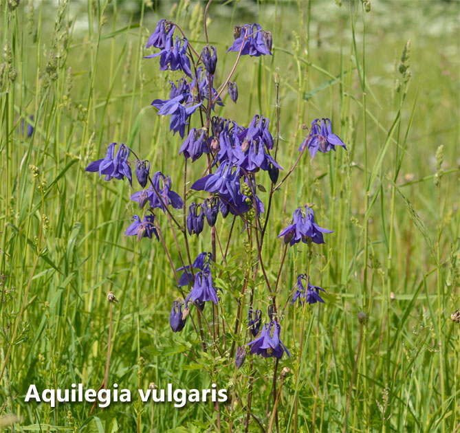 Цветок аквилегия – посадка из семян, уход в открытом грунте, фото сортов12