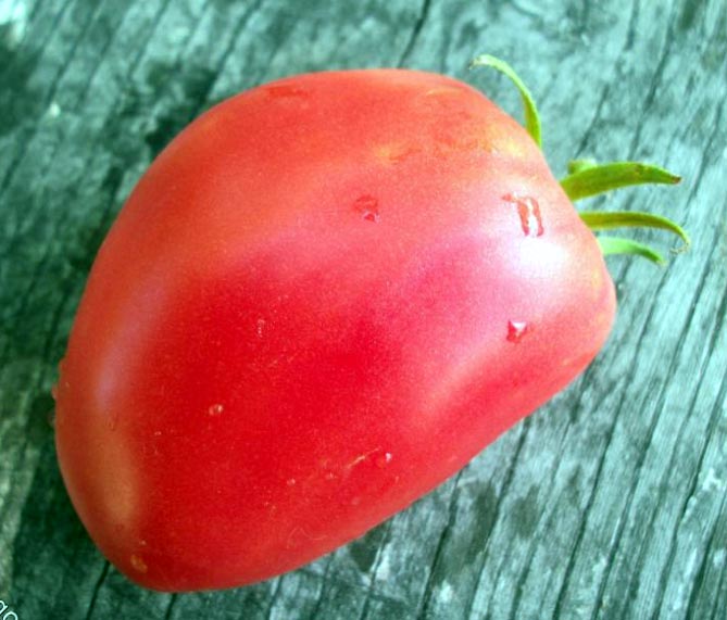 Характеристика и описание помидор Кенигсберг: отзывы и фото сорта, показатели сортов, особенности роста13
