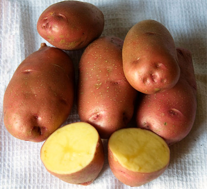 Сорт картофеля Росара — характеристика и описание, отзывы огородников2