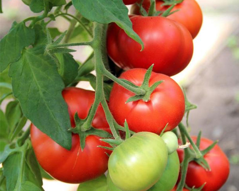Ранний сорт томата Сибирский — описание, урожайность, отзывы и фото0