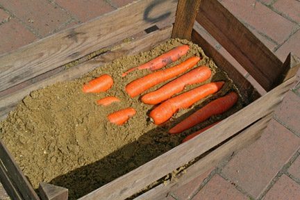 Хранение моркови на зиму: дома, погреб, подвал, мешки1
