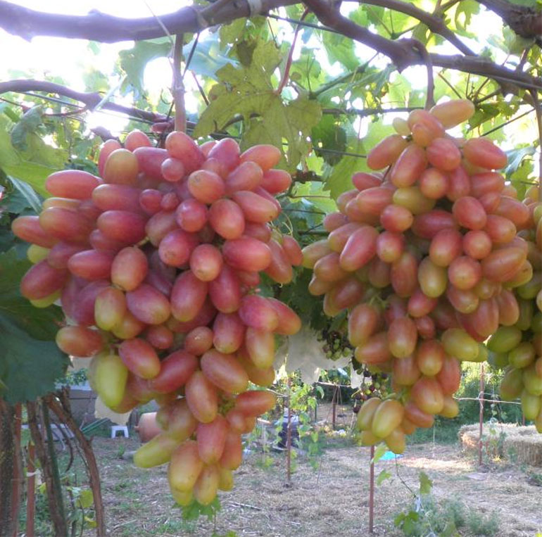 Сорт винограда Преображение — фото и характеристики, морозостойкость, отзывы0