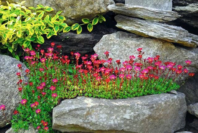Цветок камнеломка – посадка и уход в открытом грунте, описание сортов, фото11