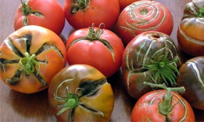 Болезни и вредители томатов — фото и описание, профилактика и лечение43