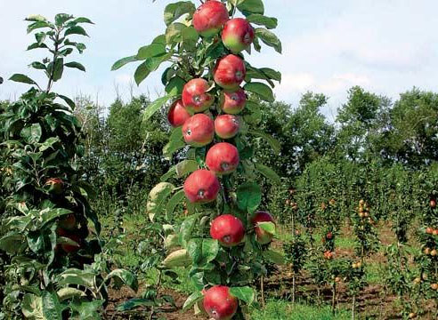 Описание популярной яблони Медуница: характеристика сорта, особенности роста