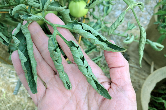 Почему закручиваются листья у помидор в теплице что делать фото