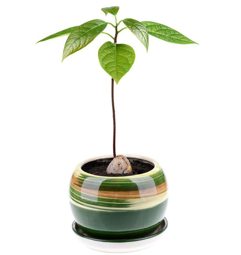 Как вырастить авокадо из косточки в домашних условиях: как прорастить, повысить температуру