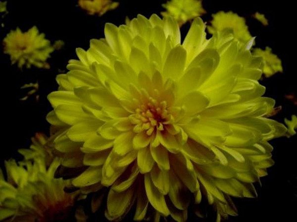 Многолетние хризантемы — сорта, фото12