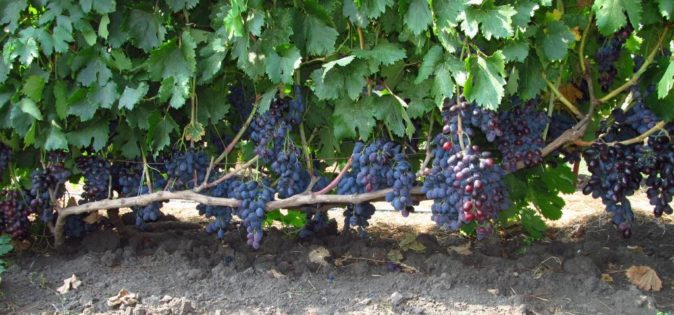 Виноград Фуршетный: один из новых сортов на наших участках