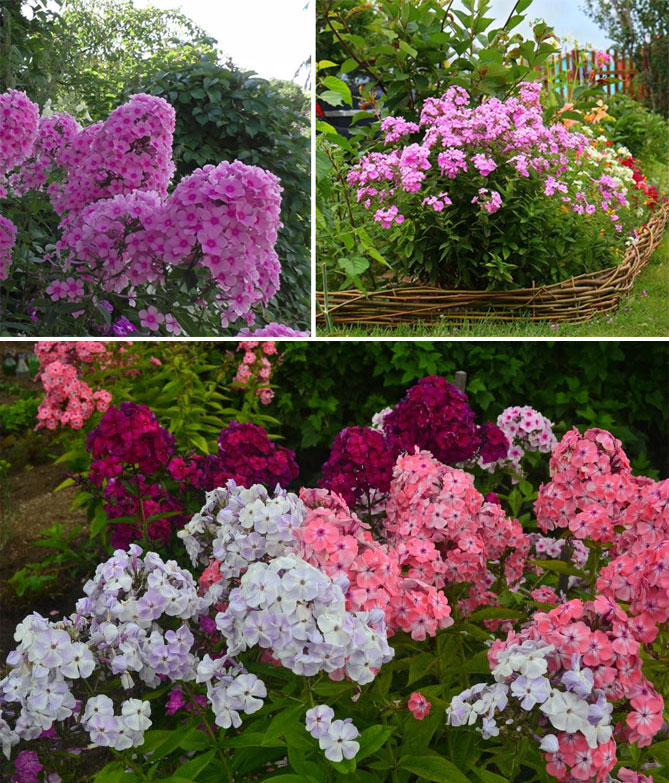 Описание многолетних садовых цветов давать с названиями и фото32