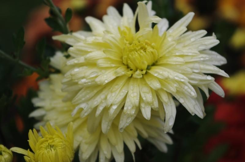 Многолетние хризантемы — сорта, фото27