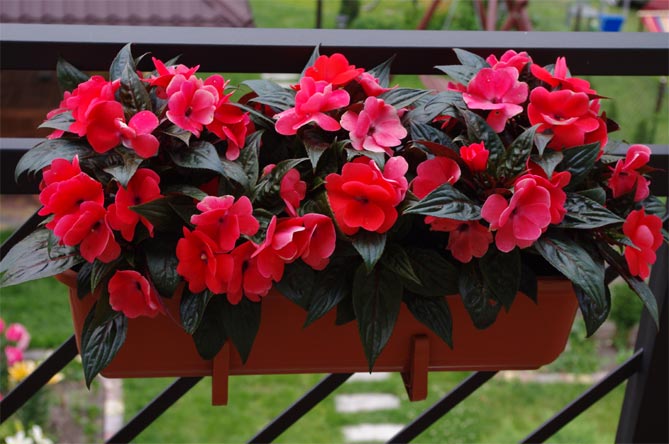 Какие цветы выращивают на балконе: фото и названия9