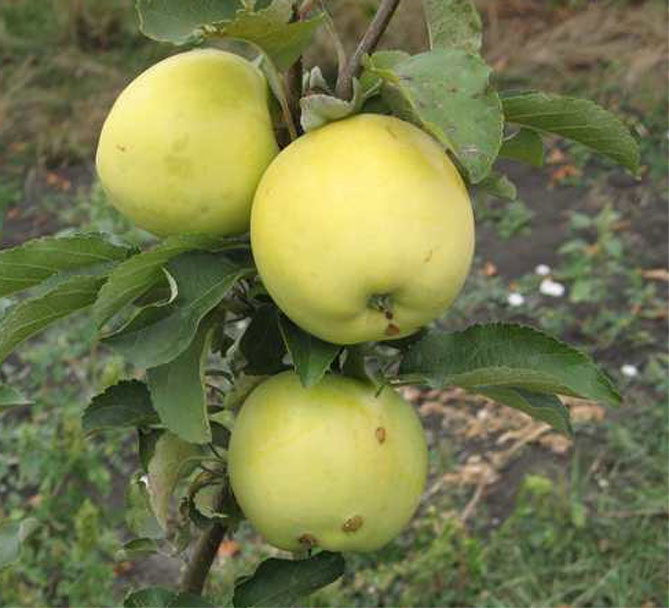 Сорт яблони Антоновка обыкновенная — описание, морозостойкость, фото, отзывы3