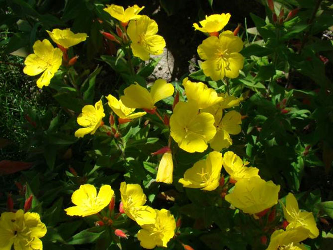 Многолетний цветок энотера: посадка и уход, фото сортов и видов с описанием18