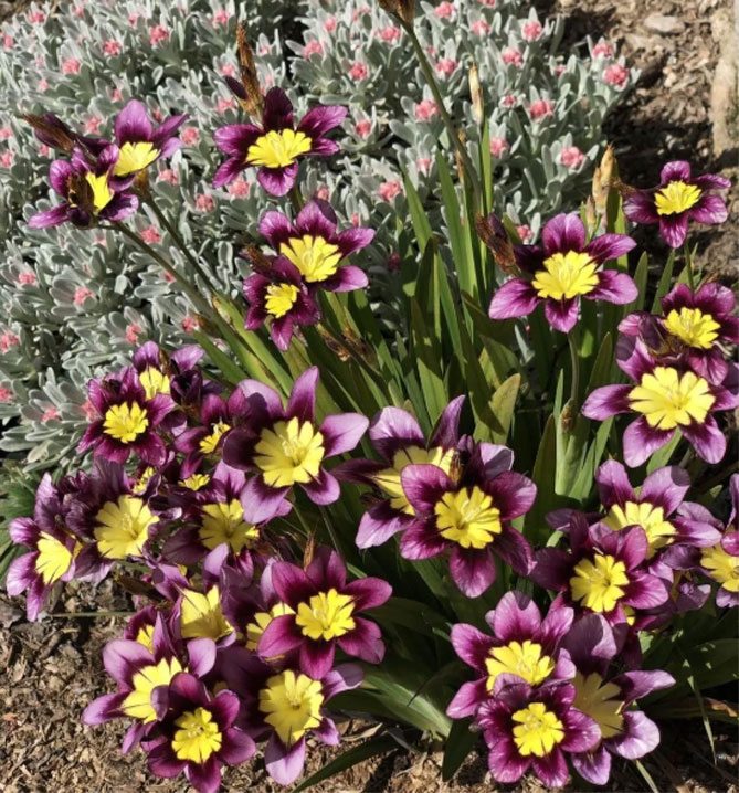 Цветы спараксиса: посадка, выращивание и уход в открытом грунте, фото в саду, сорта29