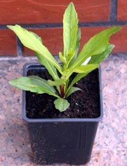 Гелениум многолетний – посадка и размножение, выращивание и уход33