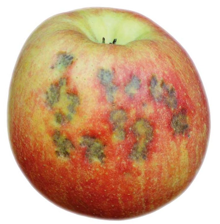 Условия и температура хранения яблок зимой в домашних условиях9