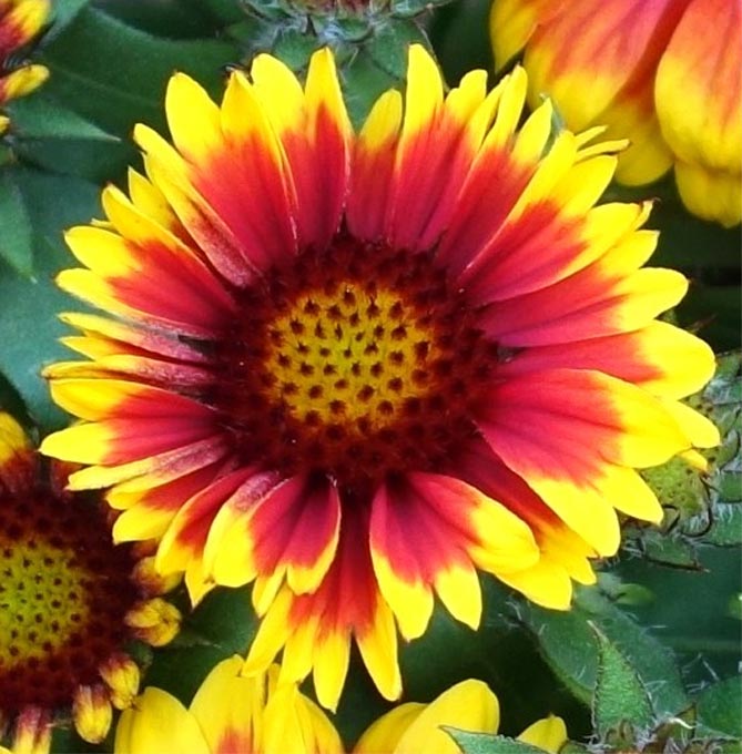 Многолетний цветок гайлардия – посадка и уход, выращивание рассады из семян, сорта24