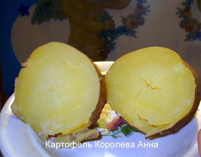 Сорт картофеля Королева Анна — описание, отзывы, фото7