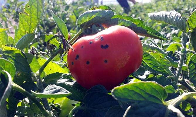 Болезни и вредители томатов: фото и описание, профилактика и лечение36