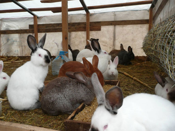 Кролиководство в домашних условиях — подробно для начинающих11