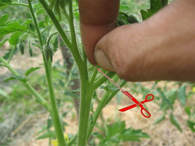 Ранний сорт томатов Сибирь — описание, урожайность, отзывы и фото