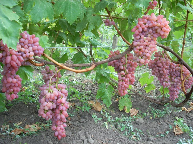 Лучистый Кишмиш — описание сорта винограда, отзывы6